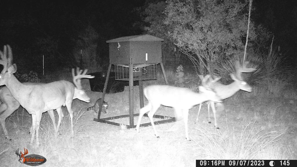 2523 Southwest St Rocksprings Tx 78880 Del Rio, TX 78840 - Photo 29 of 80 Whitetail Deer