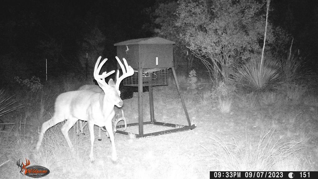 2523 Southwest St Rocksprings Tx 78880 Del Rio, TX 78840 - Photo 30 of 80 Whitetail Deer