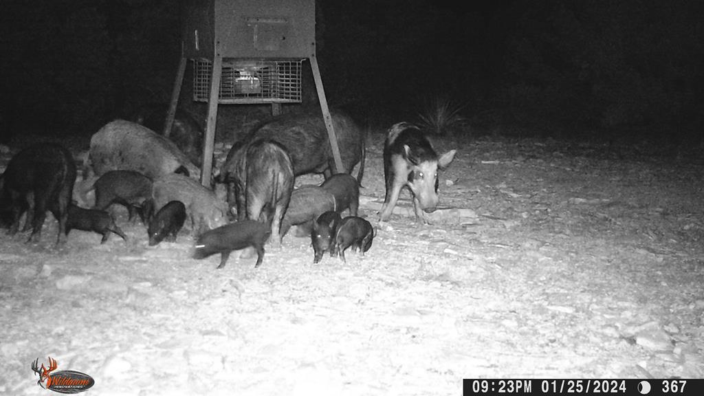 2523 Southwest St Rocksprings Tx 78880 Del Rio, TX 78840 - Photo 32 of 80 Wild Feral Pigs