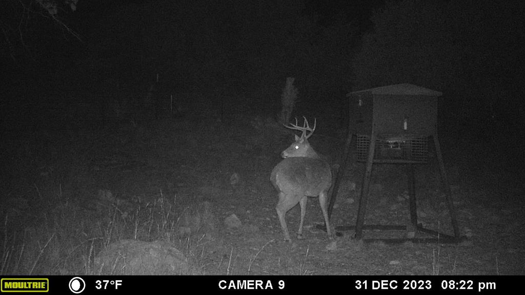 2523 Southwest St Rocksprings Tx 78880 Del Rio, TX 78840 - Photo 33 of 80 Whitetail Deer