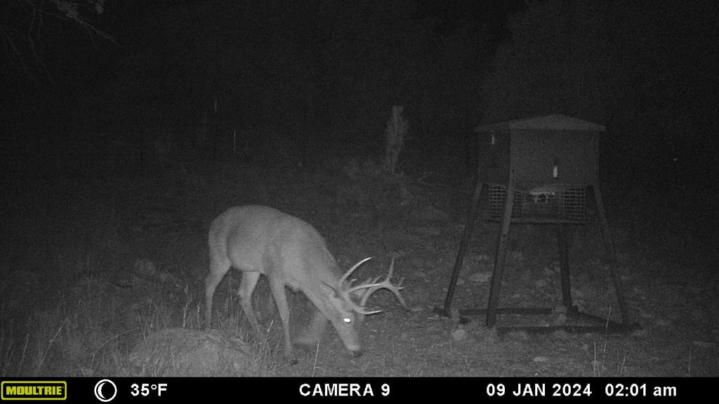 2523 Southwest St Rocksprings Tx 78880 Del Rio, TX 78840 - Photo 35 of 80 Whitetail Deer
