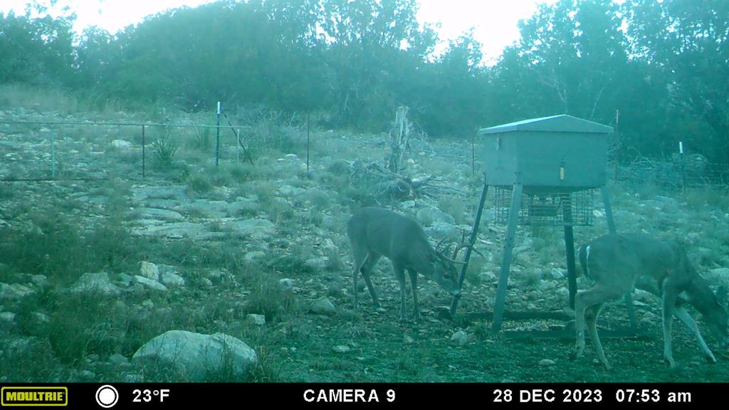 2523 Southwest St Rocksprings Tx 78880 Del Rio, TX 78840 - Photo 36 of 80 a view of a back yard