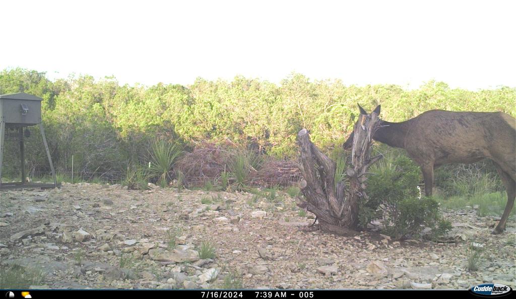 2523 Southwest St Rocksprings Tx 78880 Del Rio, TX 78840 - Photo 47 of 80 a view of a yard and mountain
