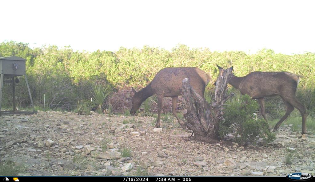 2523 Southwest St Rocksprings Tx 78880 Del Rio, TX 78840 - Photo 51 of 80 a view of a yard in front of a house