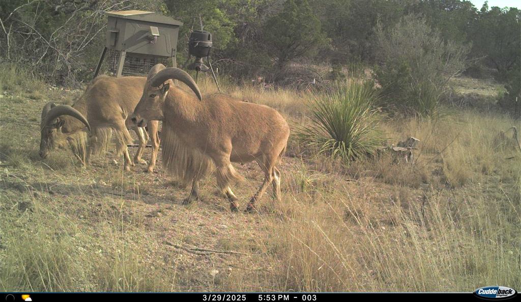 2523 Southwest St Rocksprings Tx 78880 Del Rio, TX 78840 - Photo 58 of 80
