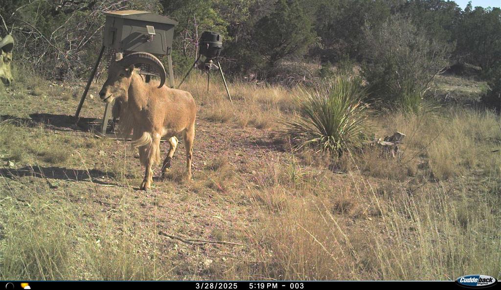 2523 Southwest St Rocksprings Tx 78880 Del Rio, TX 78840 - Photo 59 of 80