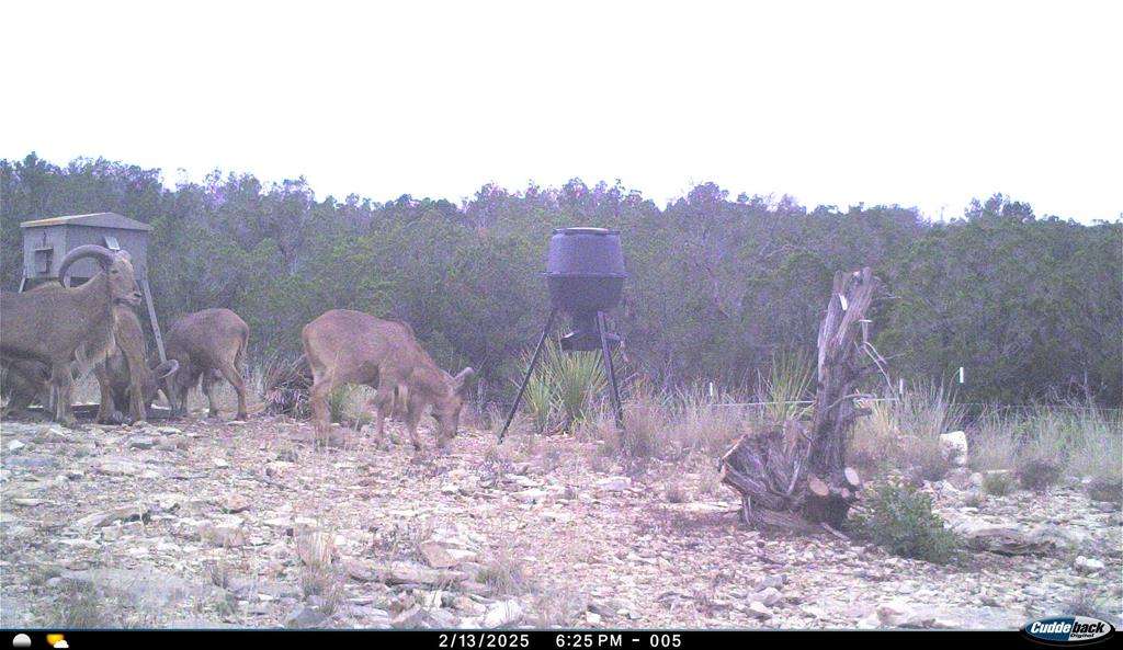 2523 Southwest St Rocksprings Tx 78880 Del Rio, TX 78840 - Photo 60 of 80 a view of a dry yard with trees