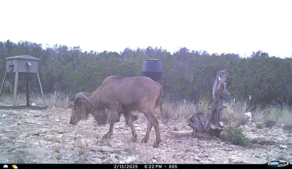 2523 Southwest St Rocksprings Tx 78880 Del Rio, TX 78840 - Photo 61 of 80 a view of a yard in front of a house