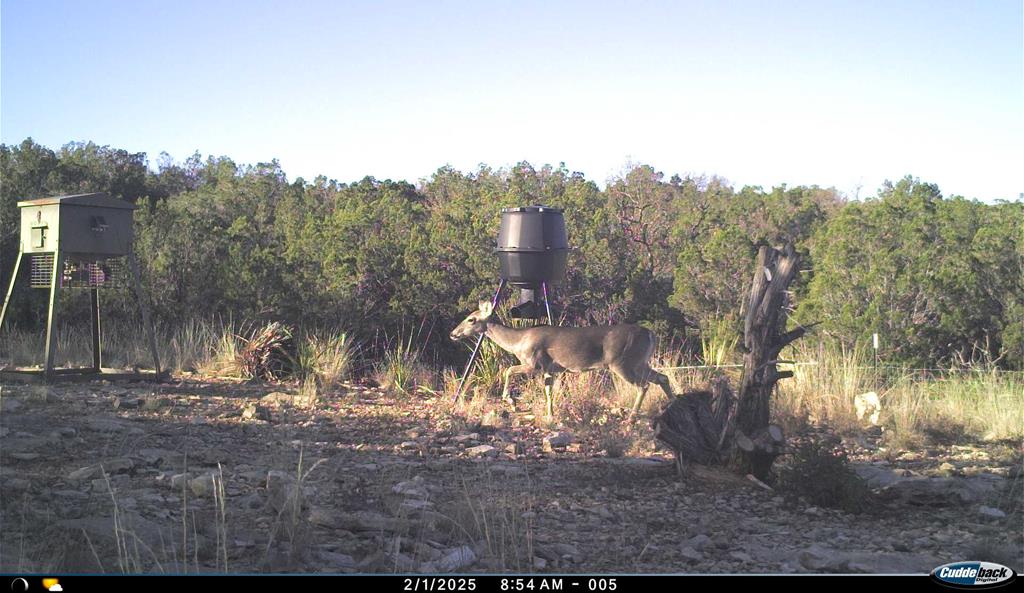 2523 Southwest St Rocksprings Tx 78880 Del Rio, TX 78840 - Photo 62 of 80 a view of a yard with large trees