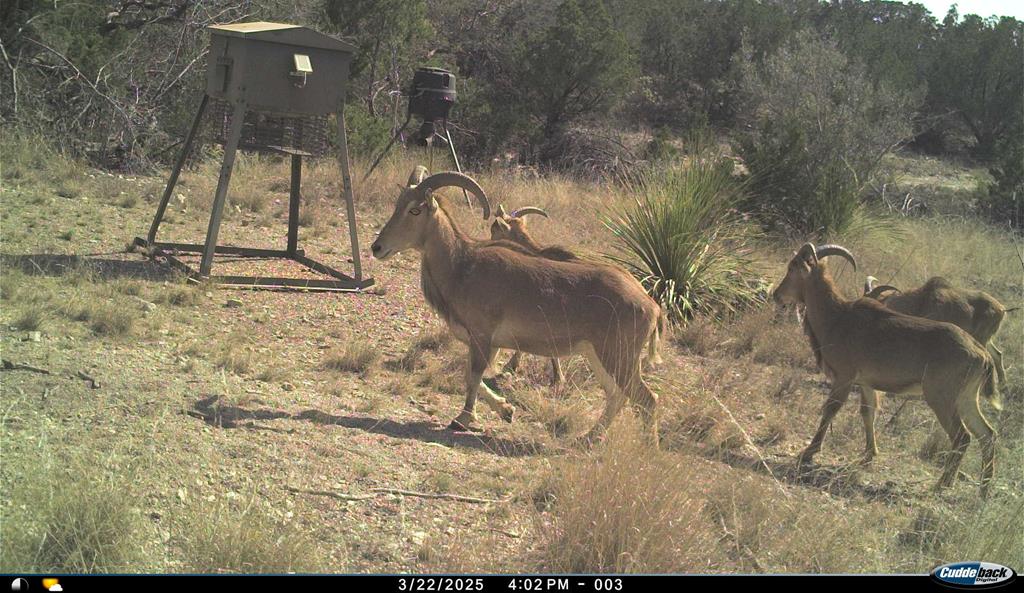 2523 Southwest St Rocksprings Tx 78880 Del Rio, TX 78840 - Photo 67 of 80