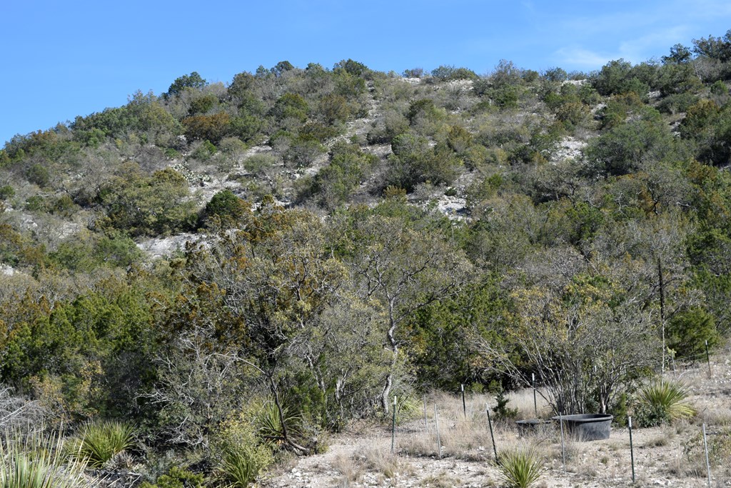 2523 Southwest St Rocksprings Tx 78880 Del Rio, TX 78840 - Photo 7 of 80 a view of a forest with a forest