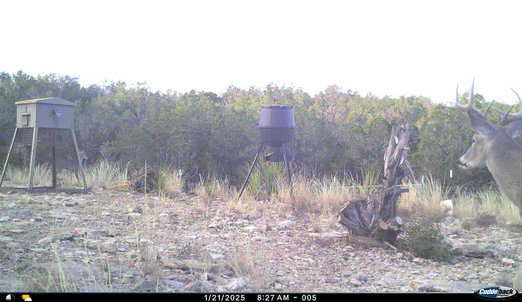 2523 Southwest St Rocksprings Tx 78880 Del Rio, TX 78840 - Photo 72 of 80 a view of a yard with large trees
