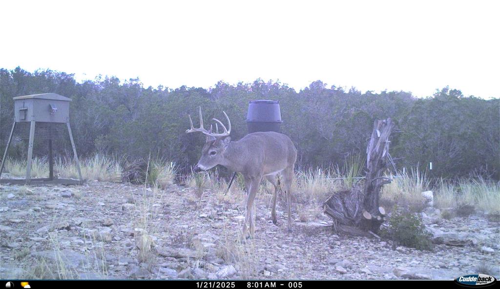 2523 Southwest St Rocksprings Tx 78880 Del Rio, TX 78840 - Photo 73 of 80 a view of a dry yard with trees