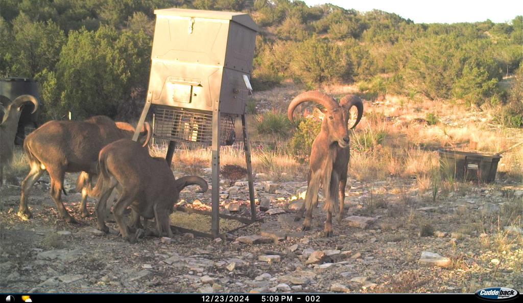2523 Southwest St Rocksprings Tx 78880 Del Rio, TX 78840 - Photo 75 of 80