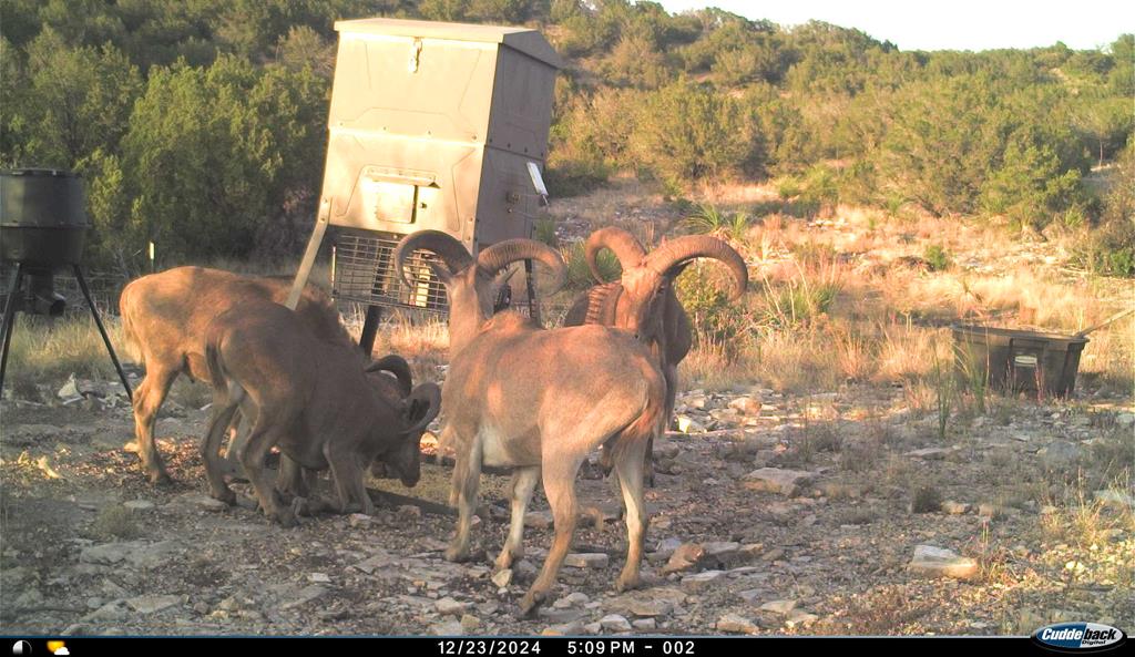 2523 Southwest St Rocksprings Tx 78880 Del Rio, TX 78840 - Photo 76 of 80 a backyard of a house with table and chairs