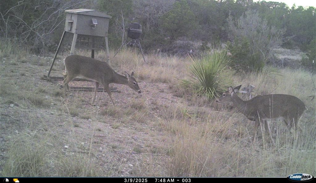 2523 Southwest St Rocksprings Tx 78880 Del Rio, TX 78840 - Photo 78 of 80 a view of a yard