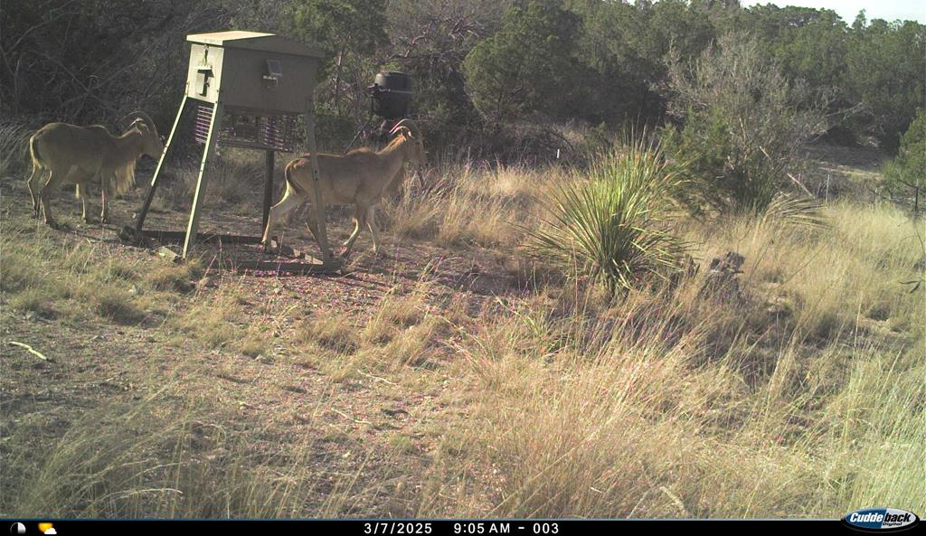 2523 Southwest St Rocksprings Tx 78880 Del Rio, TX 78840 - Photo 79 of 80