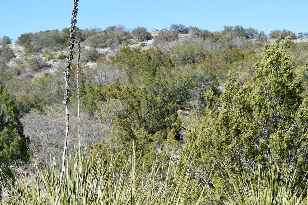 2523 Southwest St Rocksprings Tx 78880 Del Rio, TX 78840 - Photo 9 of 80 a view of a forest from a tree