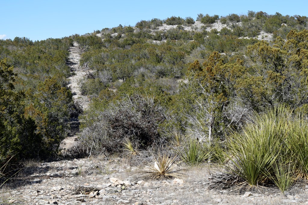 2523 Southwest St Rocksprings Tx 78880 Del Rio, TX 78840 - Photo 10 of 80 a view of a forest with trees in the background
