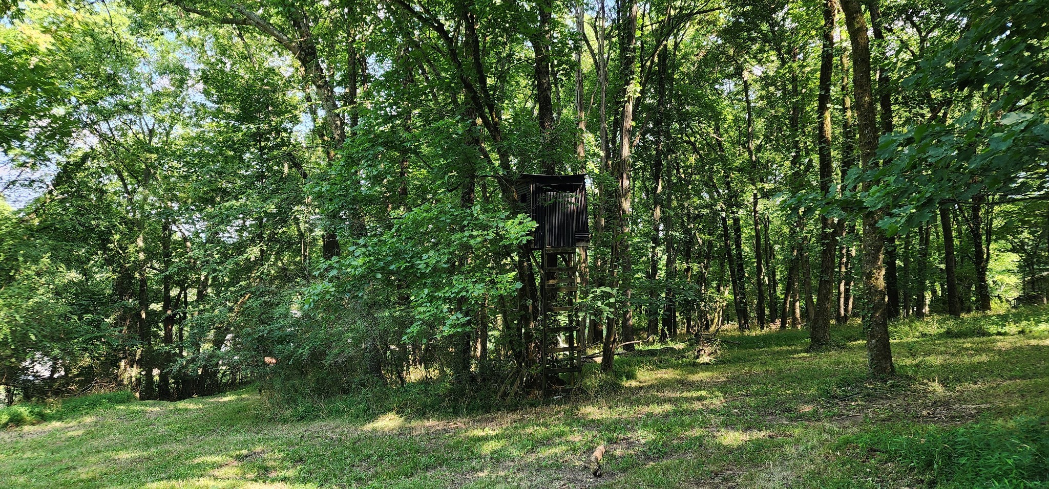 4002 Rippey Lake Road Mount Pleasant, TN 38474 - Photo 40 of 43 a backyard of a house with lots of green space