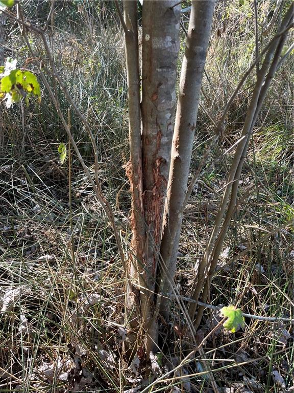 19173 Plank Road Zachary, LA 70791 - Photo 32 of 36