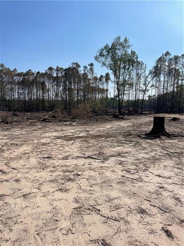0 Pete Slaughter Road Coushatta, LA 71019 - Photo 4 of 9