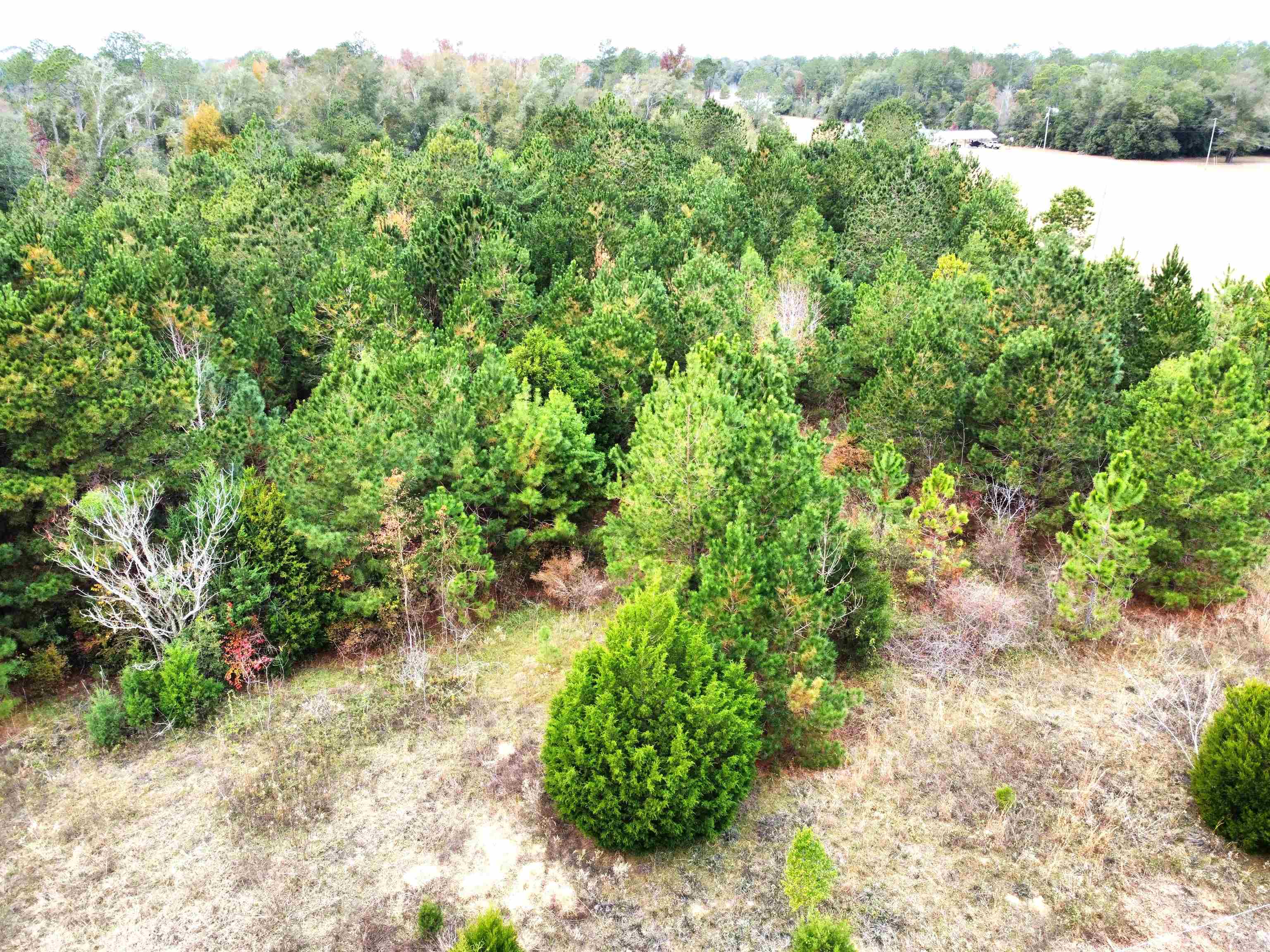 Xxx Northwest Freeman Road Bristol, FL 32321 - Photo 2 of 16