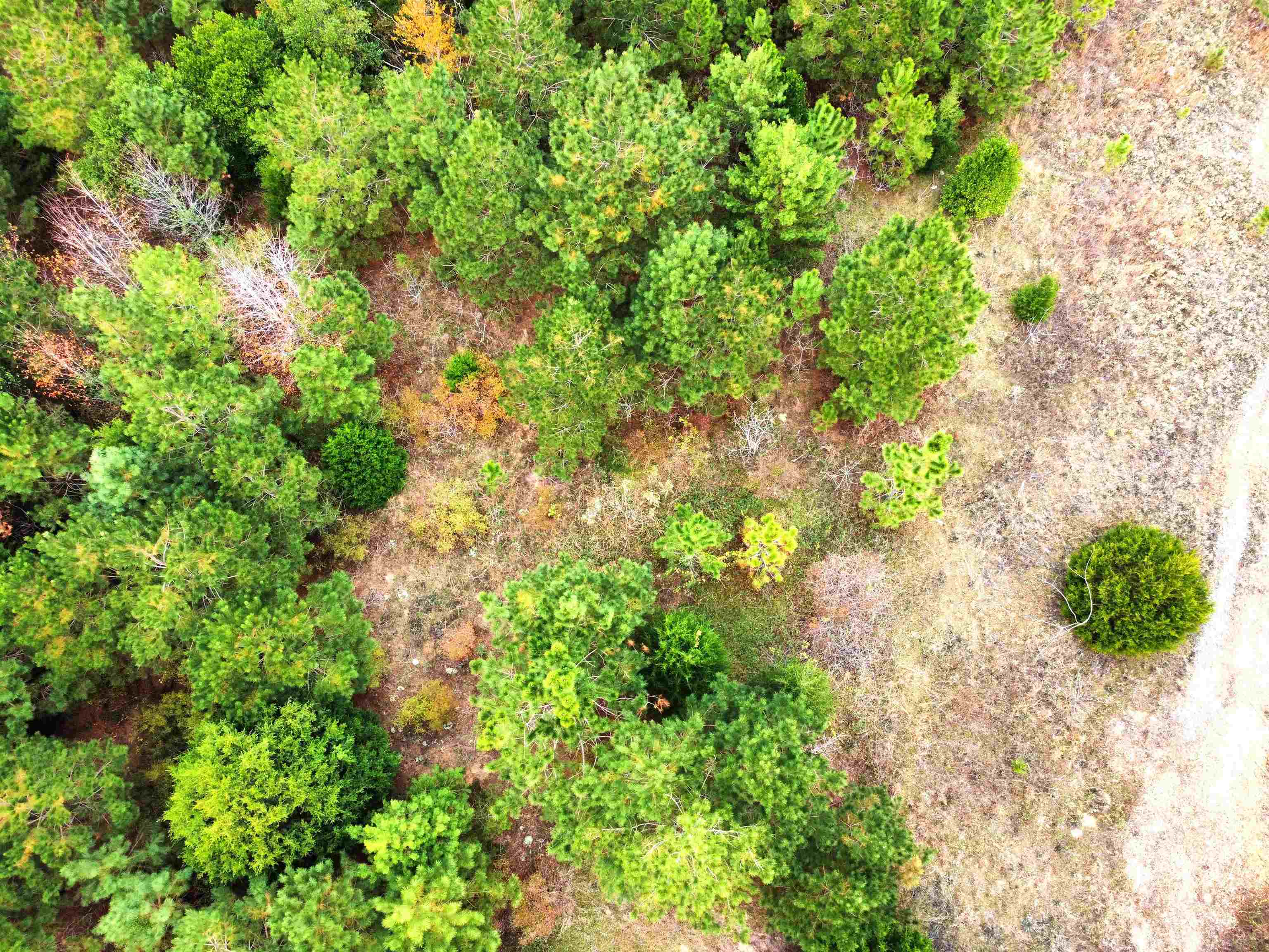 Xxx Northwest Freeman Road Bristol, FL 32321 - Photo 5 of 16