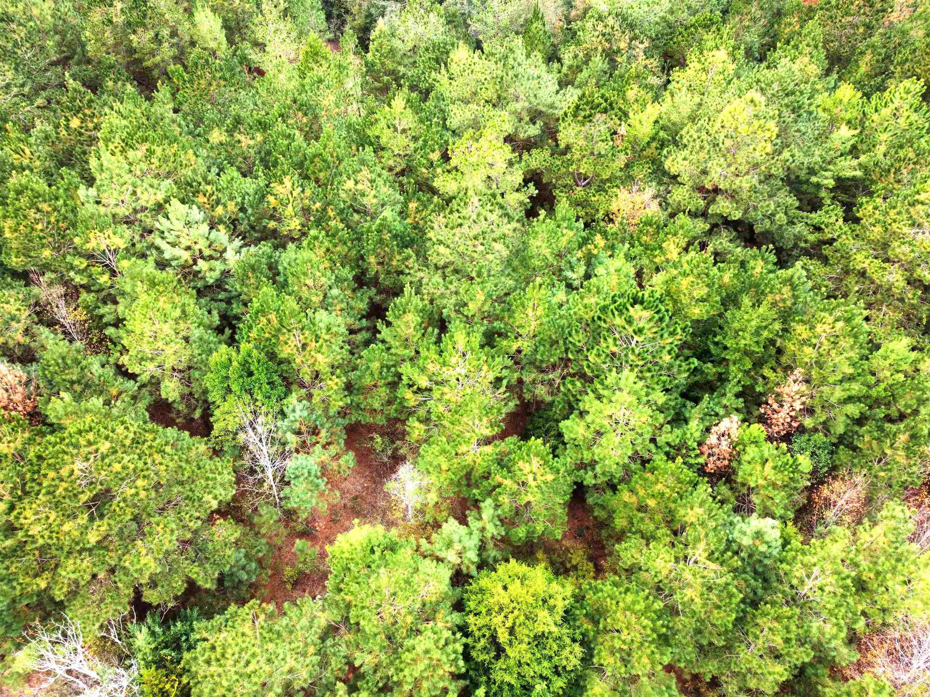 Xxx Northwest Freeman Road Bristol, FL 32321 - Photo 6 of 16