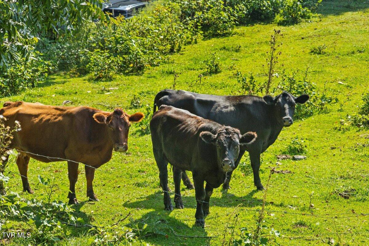 283 Telford Road Telford, TN 37690 - Photo 11 of 52 11-128A9879