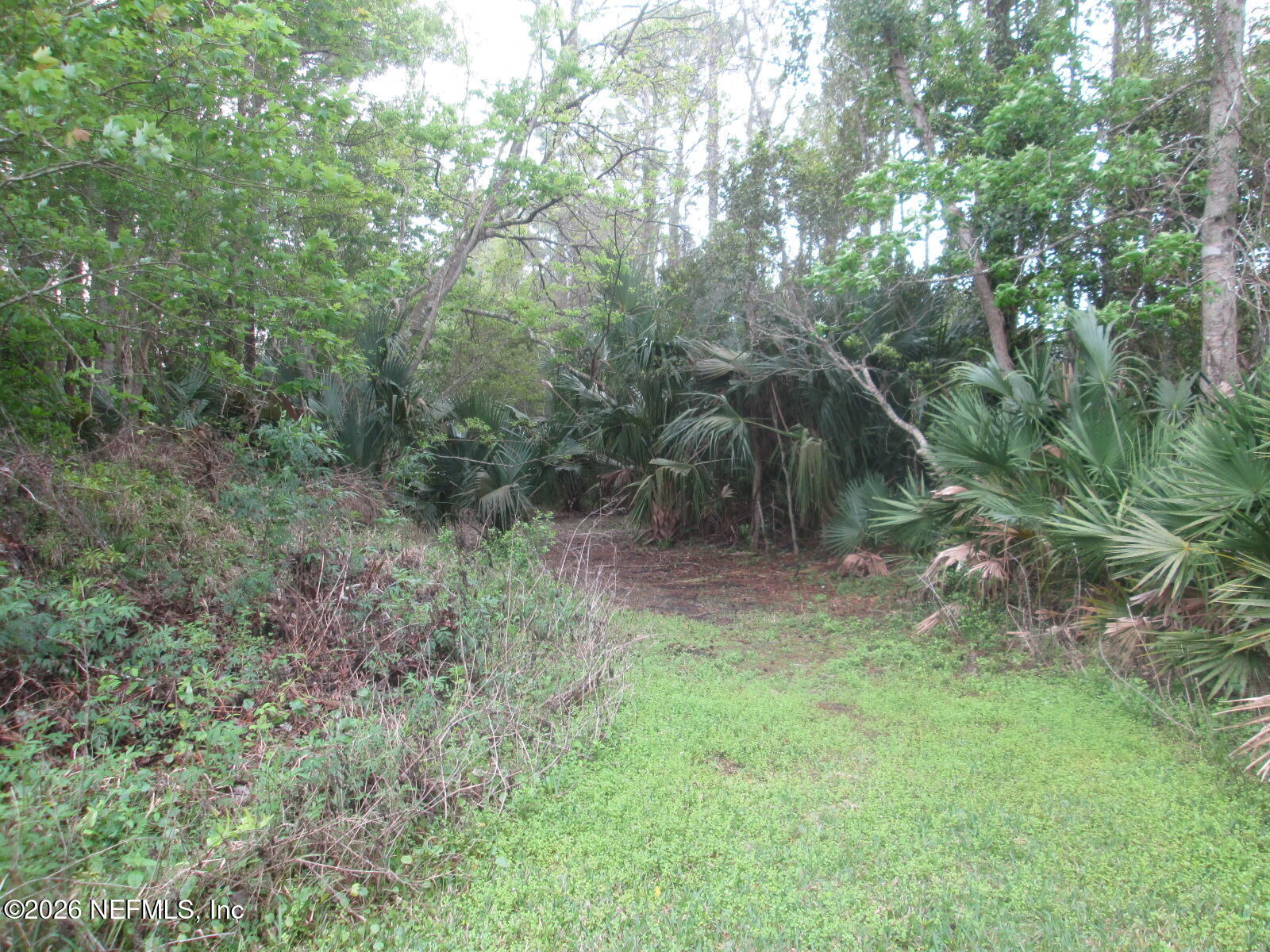555 Highway 16 St. Augustine, FL 32084 - Photo 48 of 60 a view of a forest with a tree