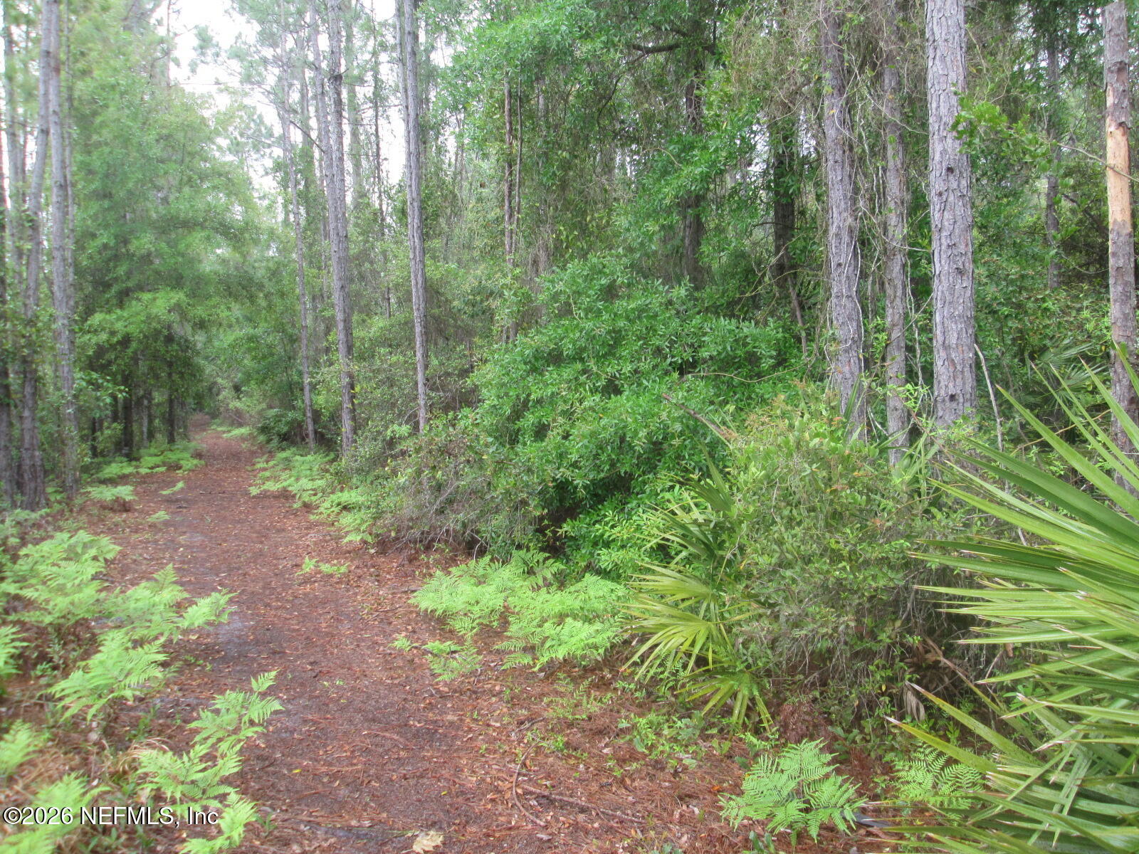 555 Highway 16 St. Augustine, FL 32084 - Photo 49 of 60 a view of a lush green forest