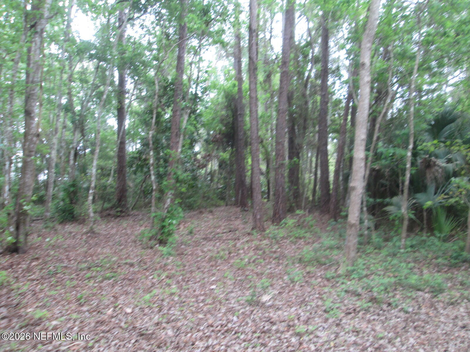 555 Highway 16 St. Augustine, FL 32084 - Photo 50 of 60 a view of a forest that has large trees