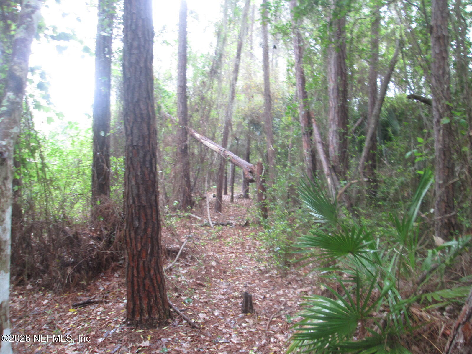 555 Highway 16 St. Augustine, FL 32084 - Photo 52 of 60 a view of forest