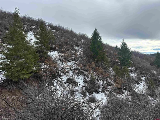 a view of a dry yard with trees