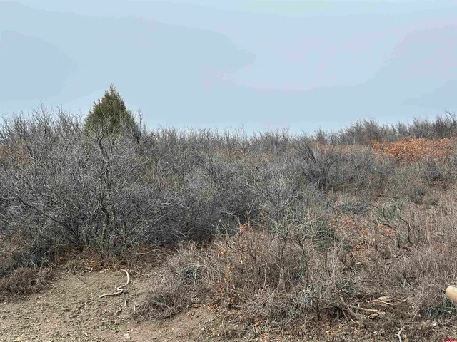 a view of a dry yard with trees in the background