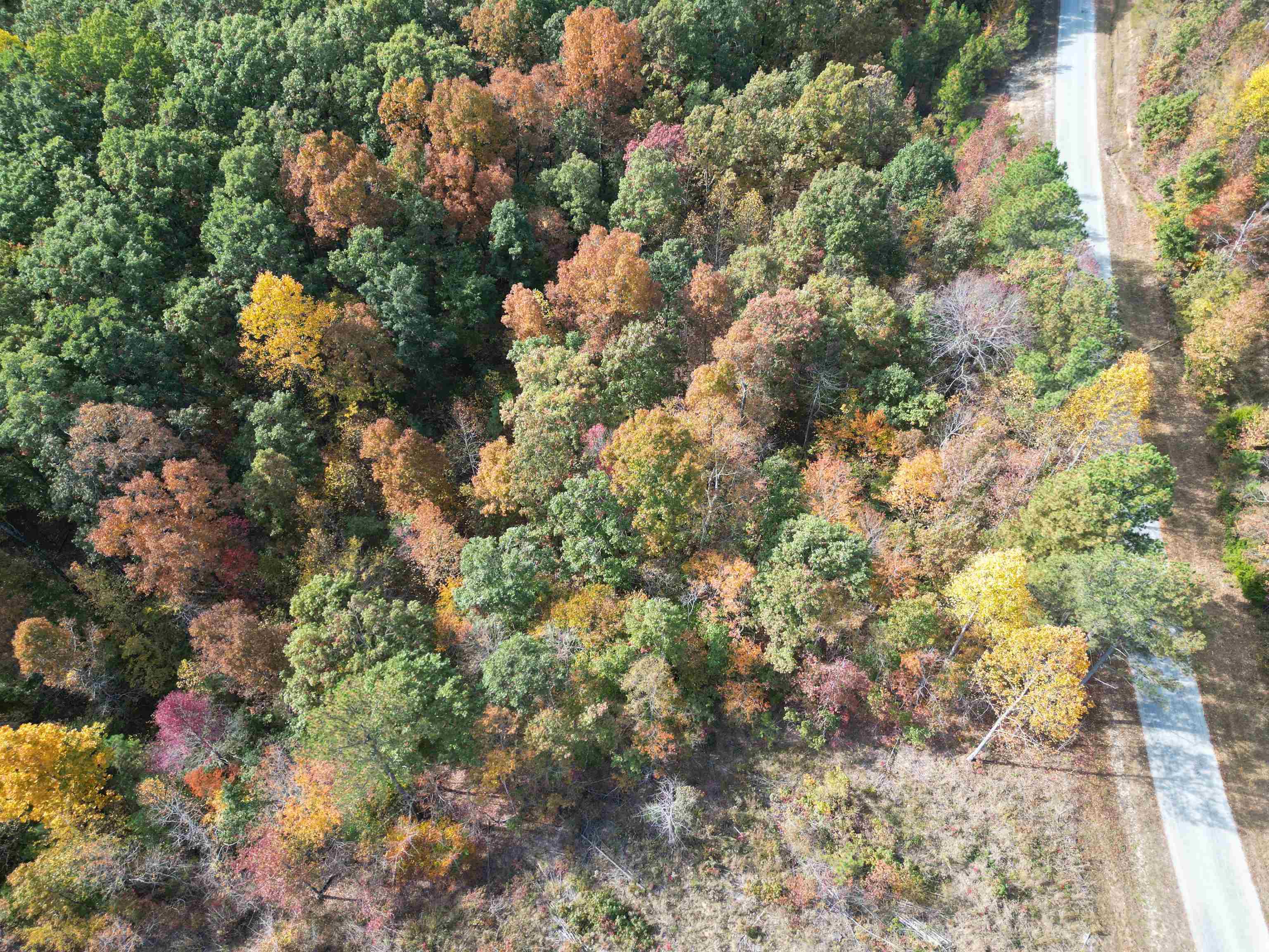 Tract 5 Carnal Road Huntingdon, TN 38344 - Photo 5 of 8 a picture of tree