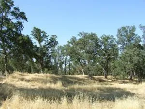 $129,000 | Oak Run Road, Oak Run, CA 96069