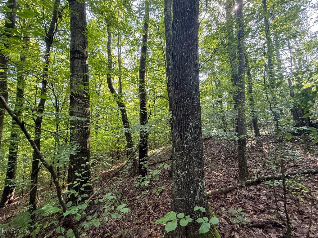 273 Twp Road Shawnee, OH 43782 - Photo 12 of 27 View of woods