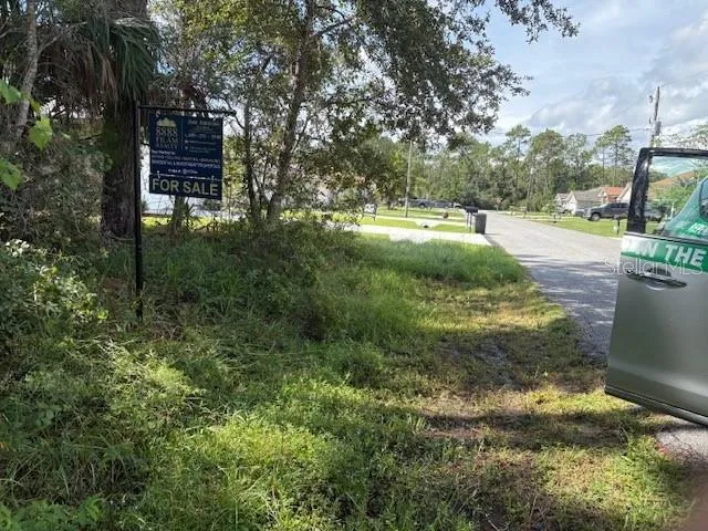 a view of a lush green forest