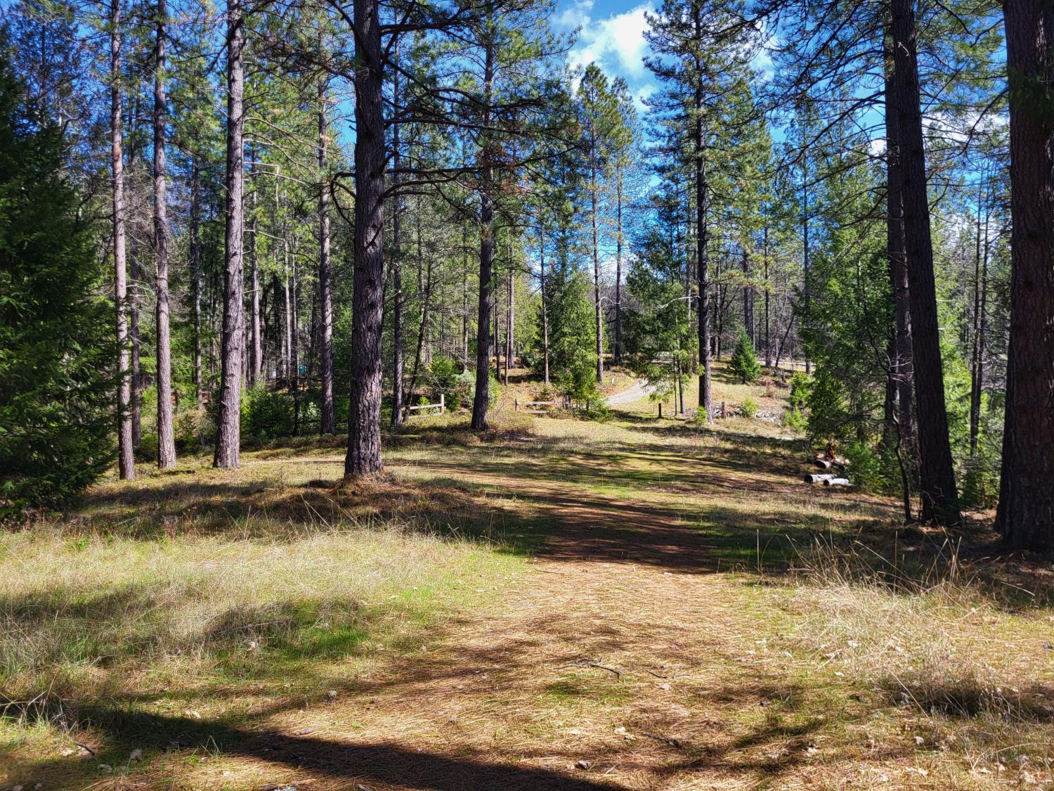 2733 Emco Road Rail Road Flat, CA 95248 - Photo 12 of 41 a view of a yard with large trees