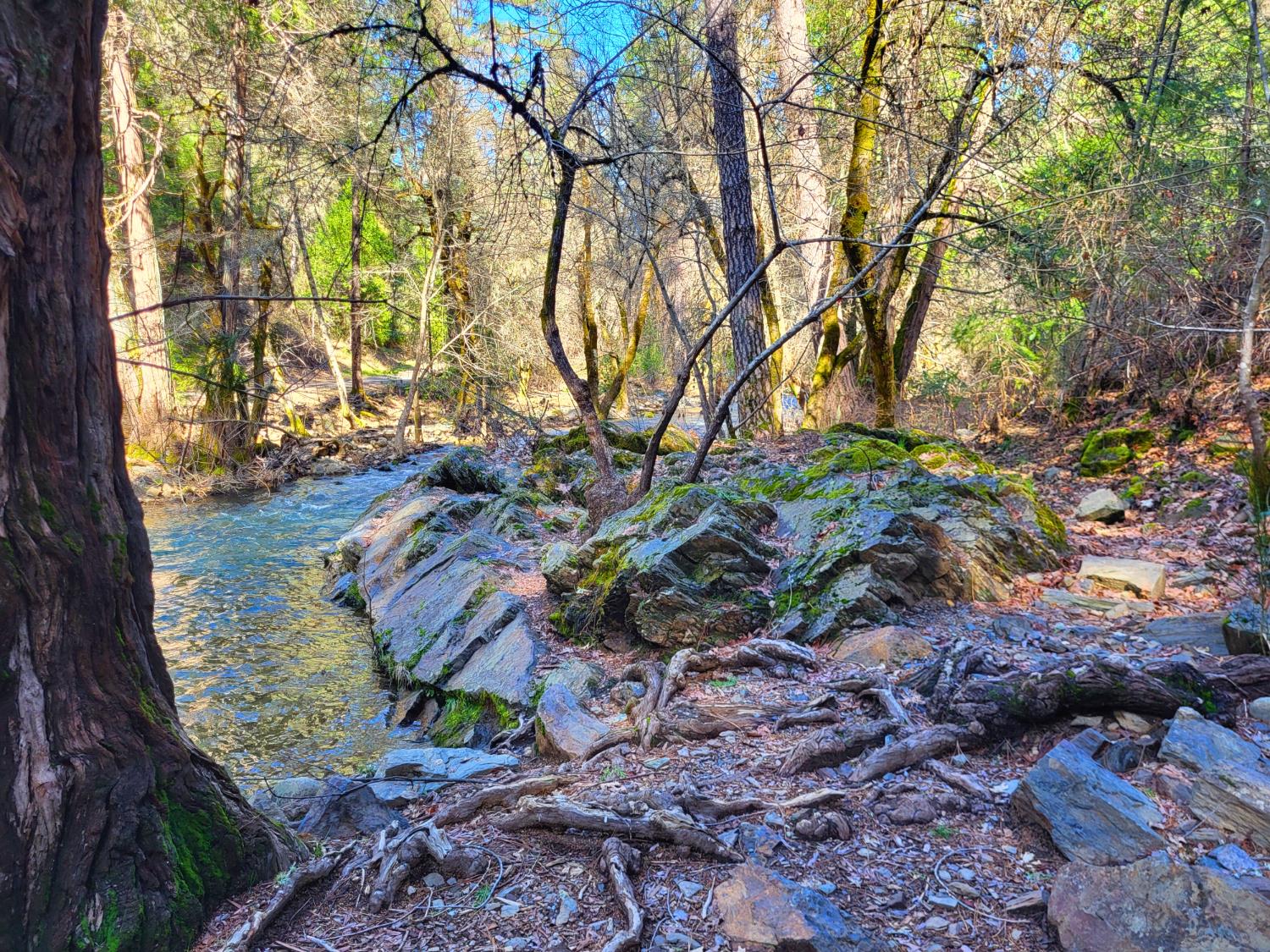2733 Emco Road Rail Road Flat, CA 95248 - Photo 13 of 41 a backyard of a house with lots of green space