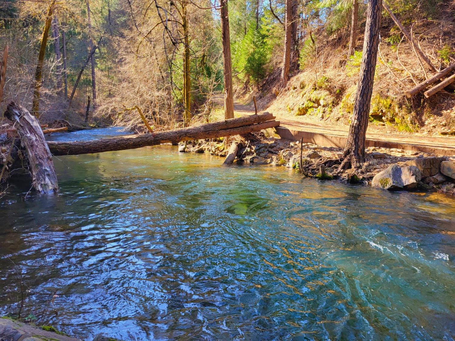 2733 Emco Road Rail Road Flat, CA 95248 - Photo 6 of 41 a view of a yard with swimming pool