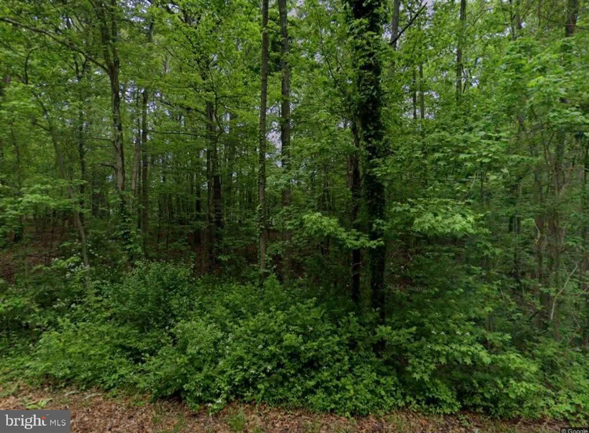 11126 Reynolds Road Kingsville, MD 21087 - Photo 1 of 3 Lush greenery envelops a serene woodland scene.