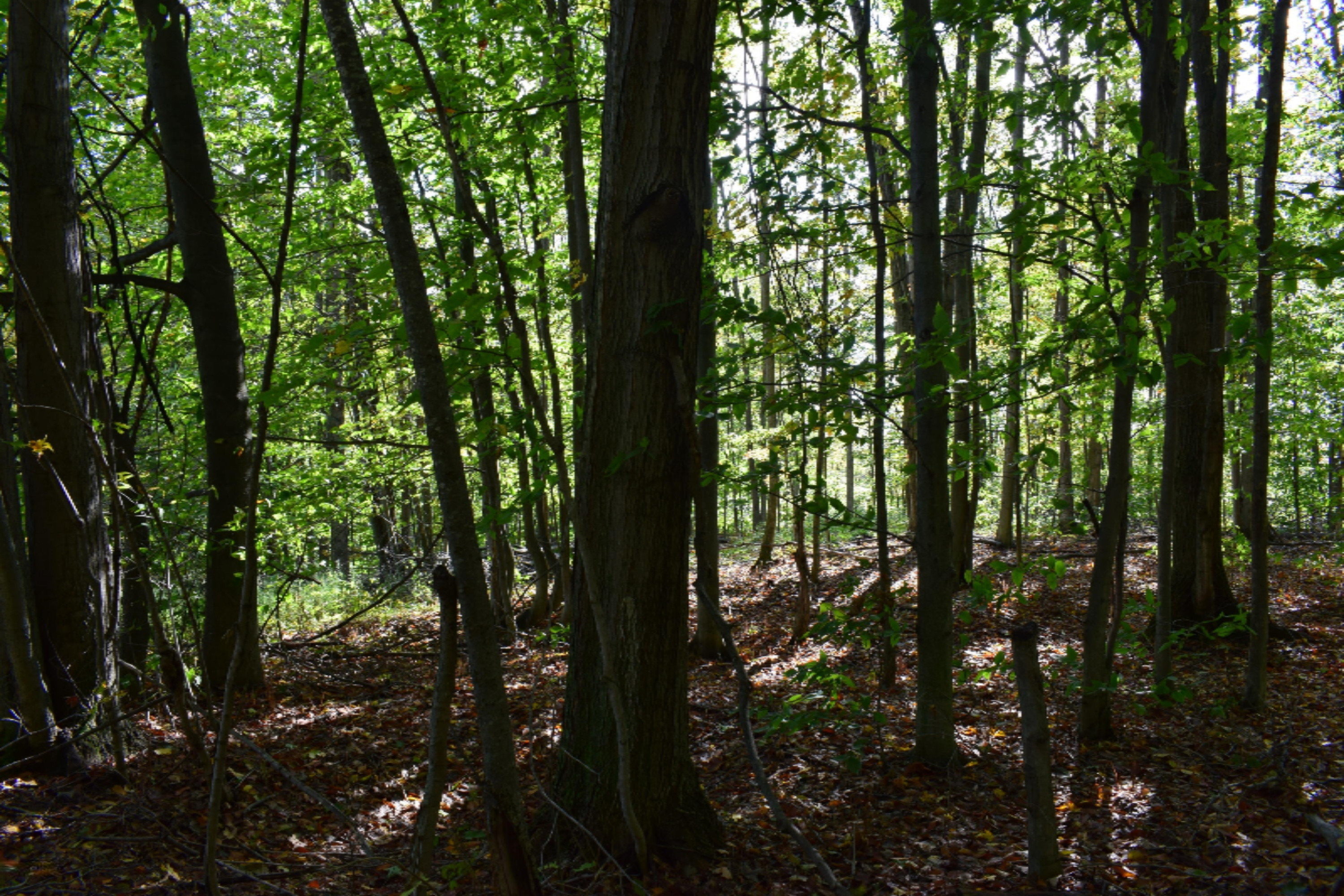 10651 Potter Road Bear Lake, MI 49614 - Photo 11 of 24 DSC_0682