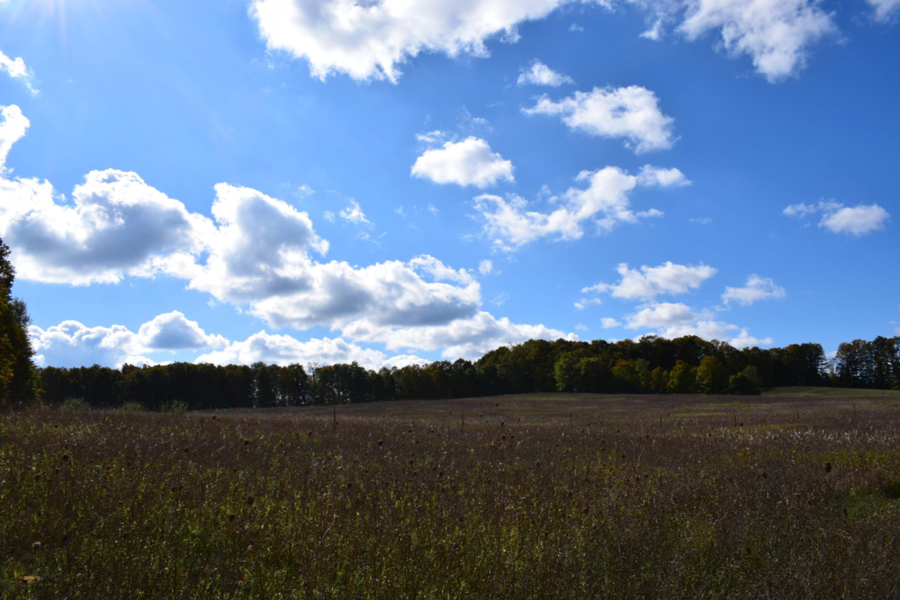 10651 Potter Road Bear Lake, MI 49614 - Photo 3 of 24 DSC_0674