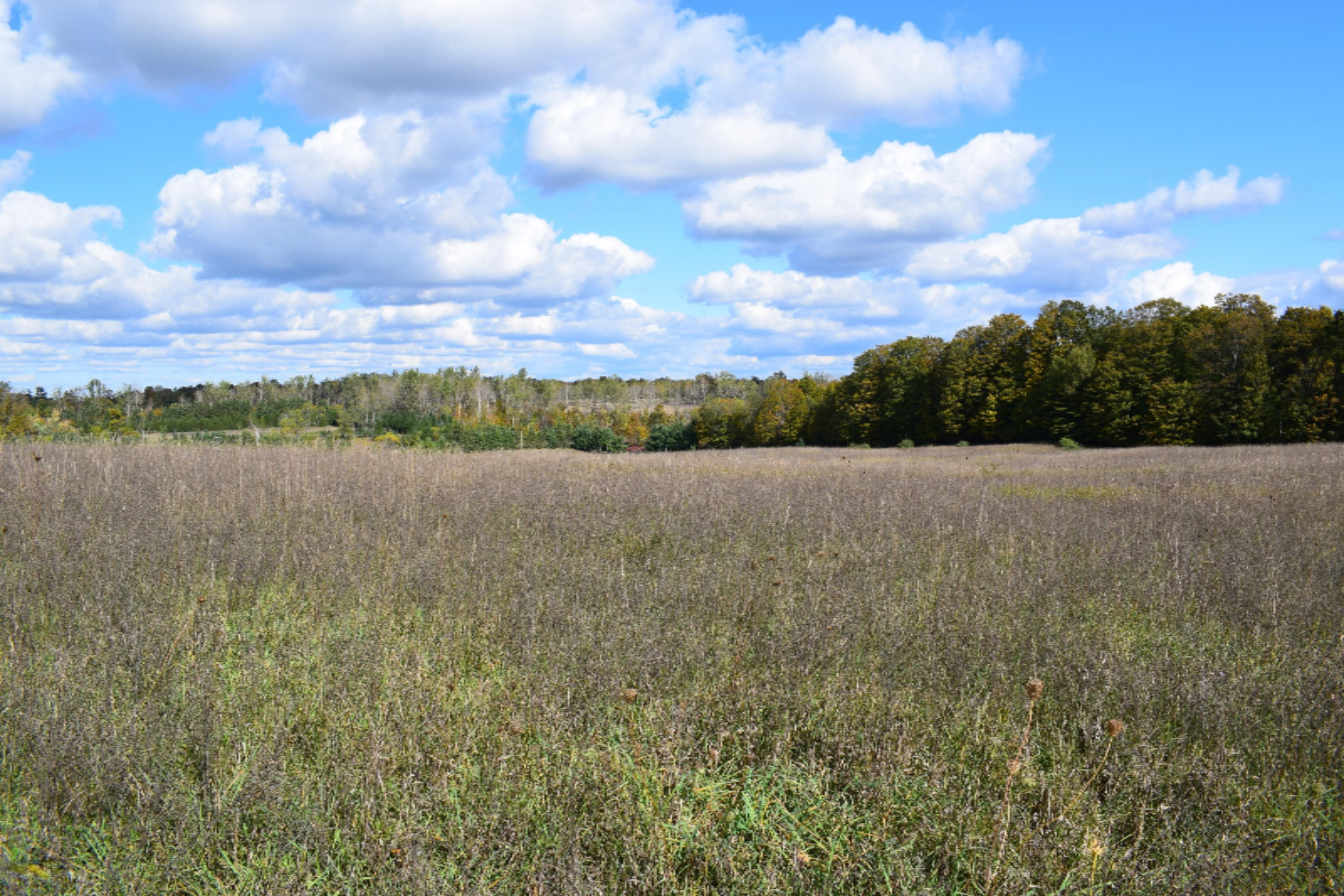 10651 Potter Road Bear Lake, MI 49614 - Photo 5 of 24 DSC_0676