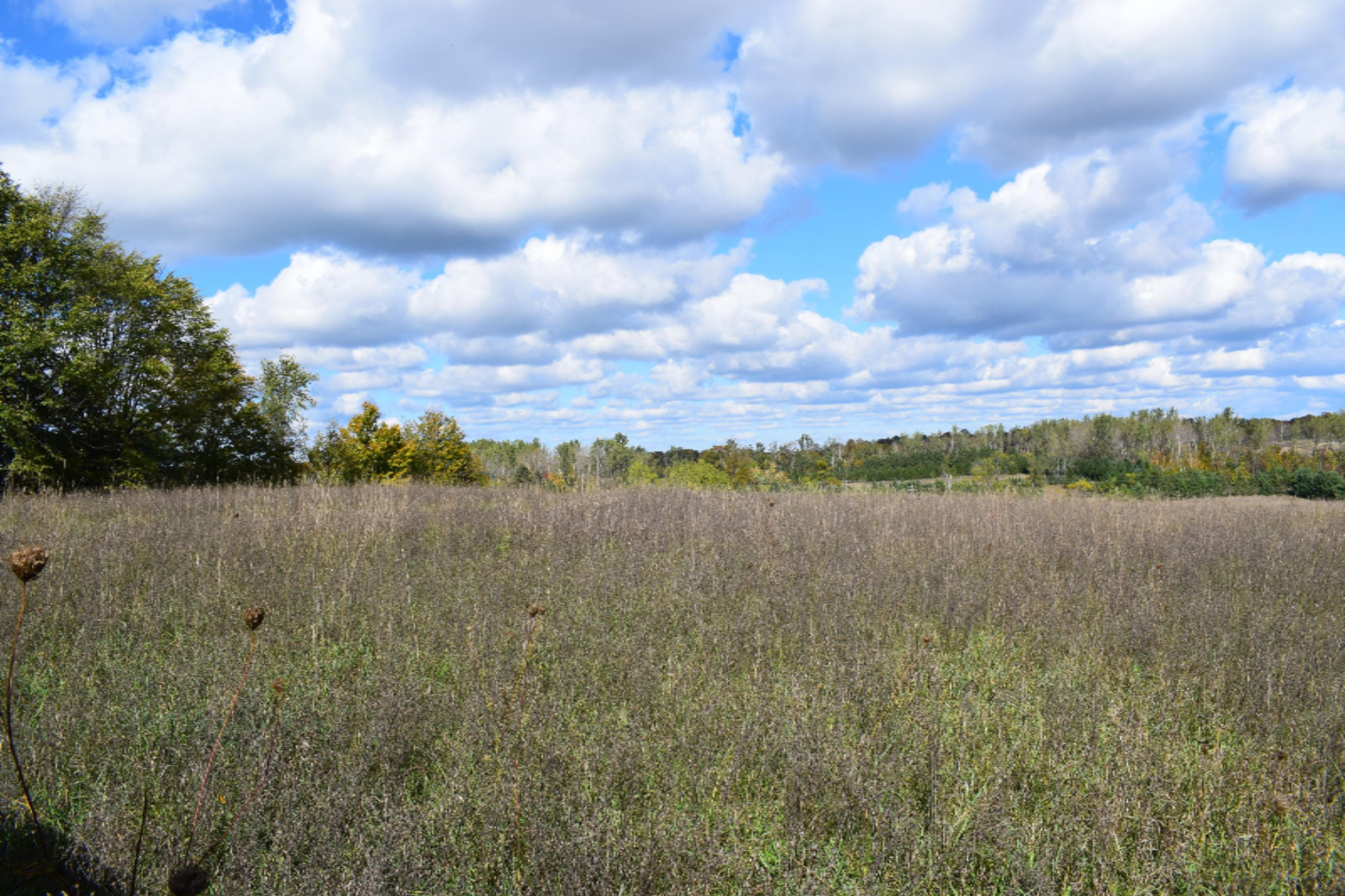 10651 Potter Road Bear Lake, MI 49614 - Photo 7 of 24 DSC_0678