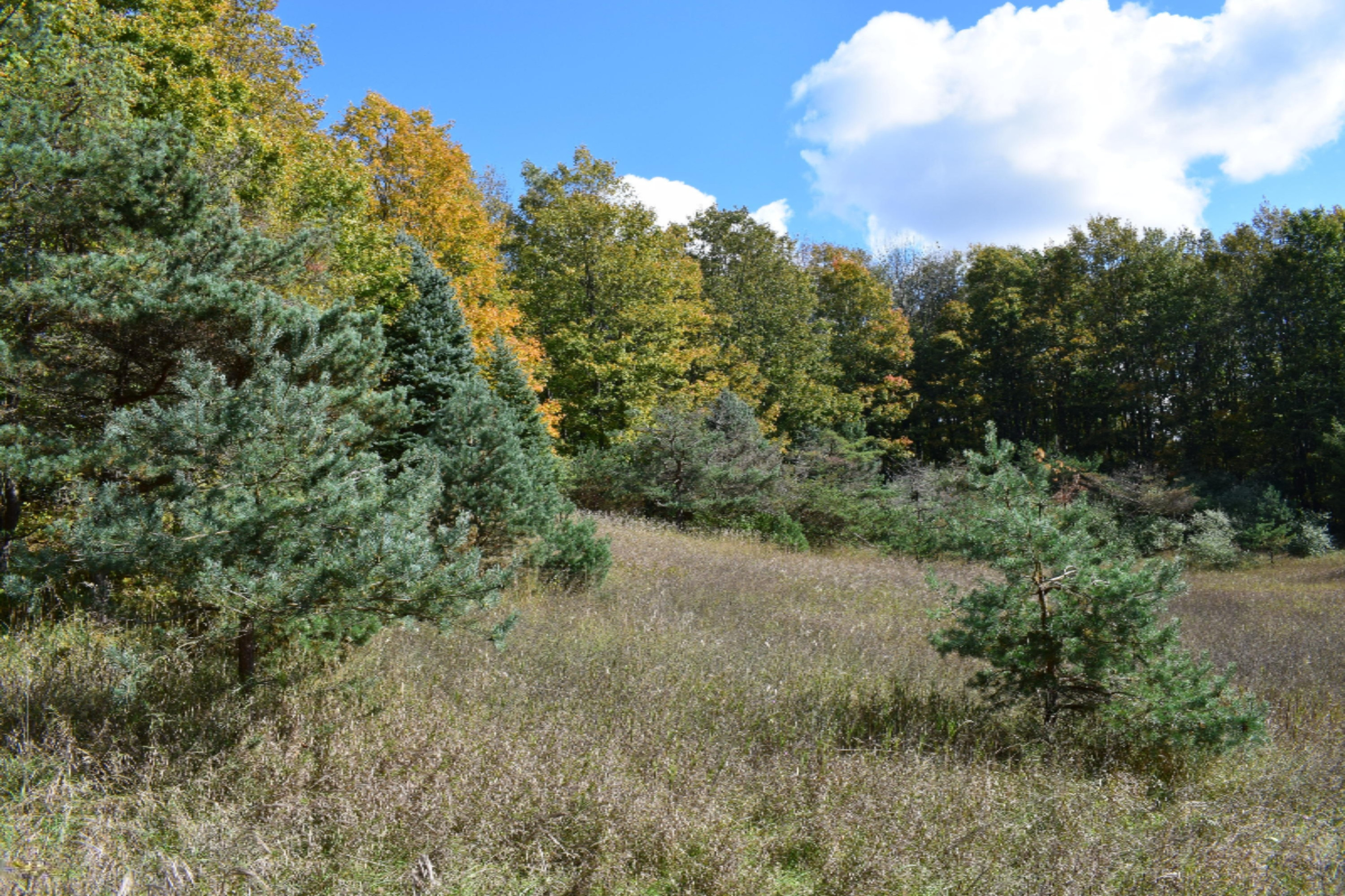 10651 Potter Road Bear Lake, MI 49614 - Photo 9 of 24 DSC_0680