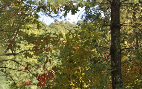 Lot Richlen Stanley Ridge Road Morganton, GA 30560 - Photo 1 of 1 Main View